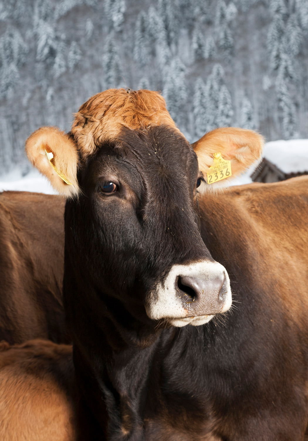 Kühe im Portrait